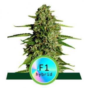 Medusa F1 - samonakvétací semena marihuany 3ks