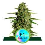 Medusa F1 - samonakvétací semena marihuany 5ks