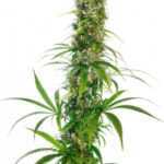 Michka - feminizovaná semena konopí 10 ks