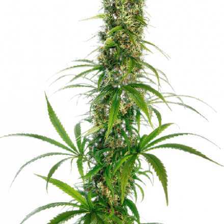 Michka - feminizovaná semena konopí 10 ks Michka - feminizovaná semena konopí 10 ks