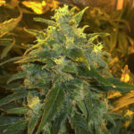 Northern Light - feminizované semínka 5 ks Nirvana Seeds