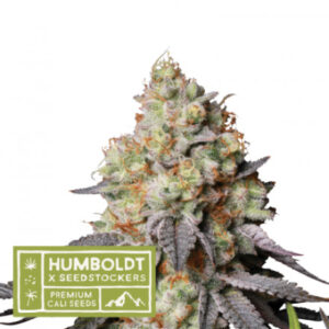 Panty Punch Autoflower - autoflowering semena marihuany HumboldtXSeedstockers 3 ks