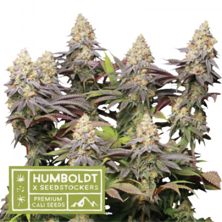 Panty Punch - feminizované semena marihuany HumboldtXSeedstockers 3 ks Panty Punch - feminizované semena marihuany HumboldtXSeedstockers 3 ks