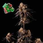 Peyote Gorilla - feminizovaná semena konopí 10 ks