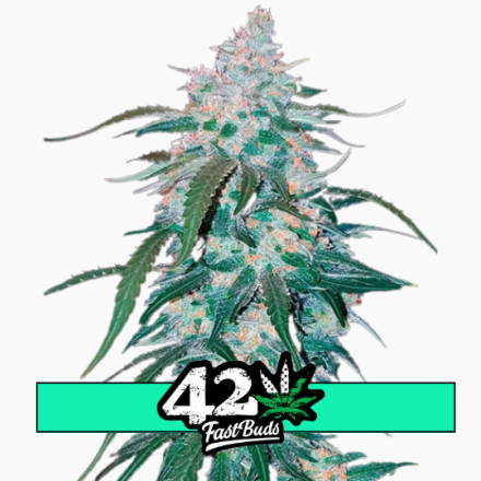 Pineapple Express Auto - samonakvétací semena marihuany 3 ks Fast Buds