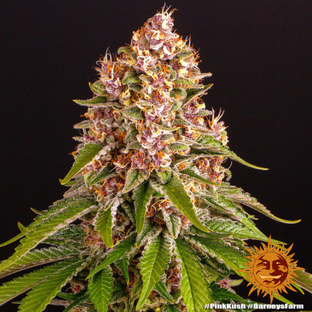 Pink Kush - feminizované semena marihuany 3 ks Barney´s Farm