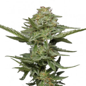 Pistachio - feminizovaná semena marihuany 3 ks Humboldt Seed Company