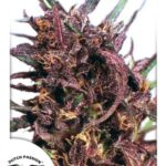Purple 1- standardizovaná semena 10 ks Dutch Passion