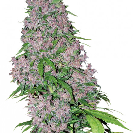 Purple Bud - feminizovaná semena konopí 10 ks