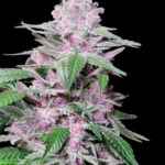 Purple Cookie Kush - Feminizovaná semena konopí 10 ks