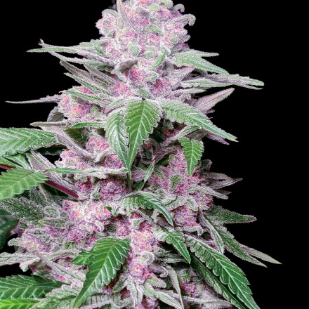 Purple Cookie Kush - Feminizovaná semena konopí 3 ks