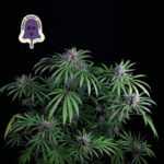 Purple Ghost Candy - feminizovaná semena konopí 10 ks