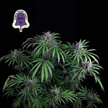 Purple Ghost Candy - feminizovaná semena konopí 5 ks
