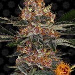 Purple Punch Auto - samonakvétací semínka 3 ks Barney´s Farm