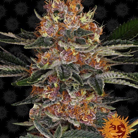 Purple Punch Auto - samonakvétací semínka 5 ks Barney´s Farm Purple Punch Auto - samonakvétací semínka 5 ks Barney´s Farm