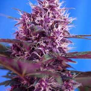 Red Poison Auto - feminizovaná a samonakvétací semínka 3ks Sweet Seeds