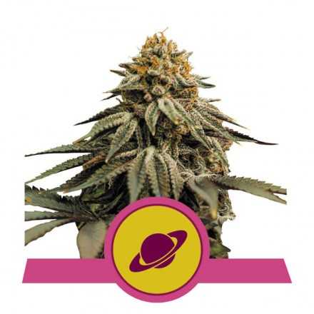 Royal Skywalker - feminizovaná semena 10 ks Royal Queen Seeds Royal Skywalker - feminizovaná semena 10 ks Royal Queen Seeds