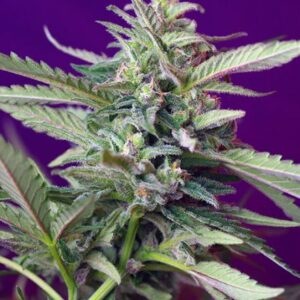 S.A.D. Auto – 5 ks autoflowering semena Sweet Seeds