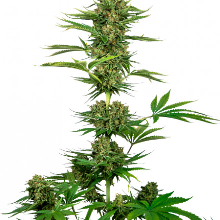 Satin Black Domina CBD - feminizovaná semínka 3 ks Satin Black Domina CBD - feminizovaná semínka 3 ks