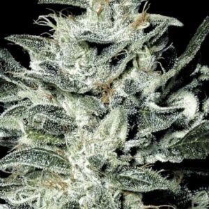 Sensi Star - 5 ks feminizovaná semena Paradise Seeds