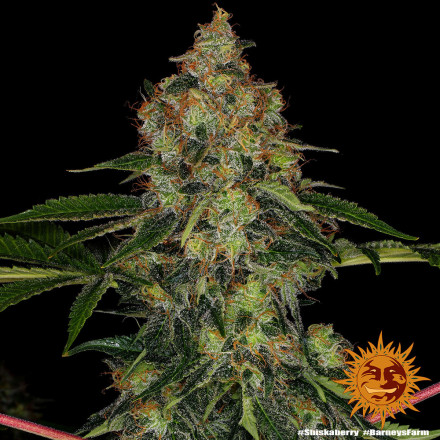 Shiskaberry - feminizované semena marihuany 3 ks Barney´s Farm