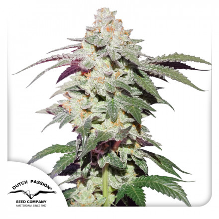 Skywalker Haze® - feminizovaná semínka 3 ks Dutch Passion Skywalker Haze® - feminizovaná semínka 3 ks Dutch Passion