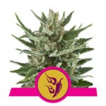 Speedy Chile Fast Version - feminizovaná semínka 3 ks Royal Queen Seeds