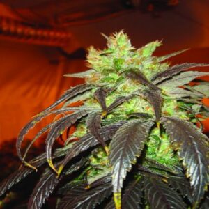 Spoetnikn. 1 - 5 ks feminizovaná semínka Paradise Seeds