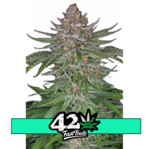 Strawberry Pie Auto - samonakvétací semena marihuany 10 ks Fast Buds