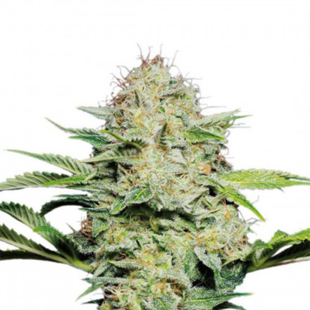Super Lemon Haze - feminizovaná semena 10 ks Green House Seeds Super Lemon Haze - feminizovaná semena 10 ks Green House Seeds