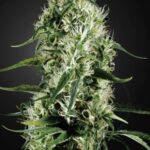 Super Silver Haze - feminizovaná semínka 10 ks Green House Seeds