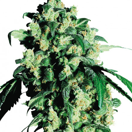 Super Skunk - 3 ks feminizovaná semínka Sensi Seeds Super Skunk - 3 ks feminizovaná semínka Sensi Seeds