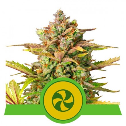 Sweet ZZ Automatic - feminizovaná a samonakvétací semínka 3 ks Royal Queen Seeds Sweet ZZ Automatic - feminizovaná a samonakvétací semínka 3 ks Royal Queen Seeds