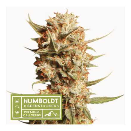 Thunder Banana Auto - autoflowering semena marihuany HumboldtXSeedstockers 5 ks