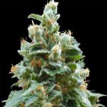 Vanilla Kush – feminizovaná semínka 3 ks Barney's Farm