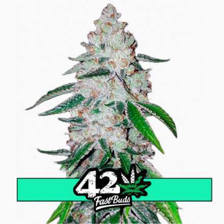 West Coast O.G. Auto - samonakvétací semena marihuany 5 ks Fast Buds